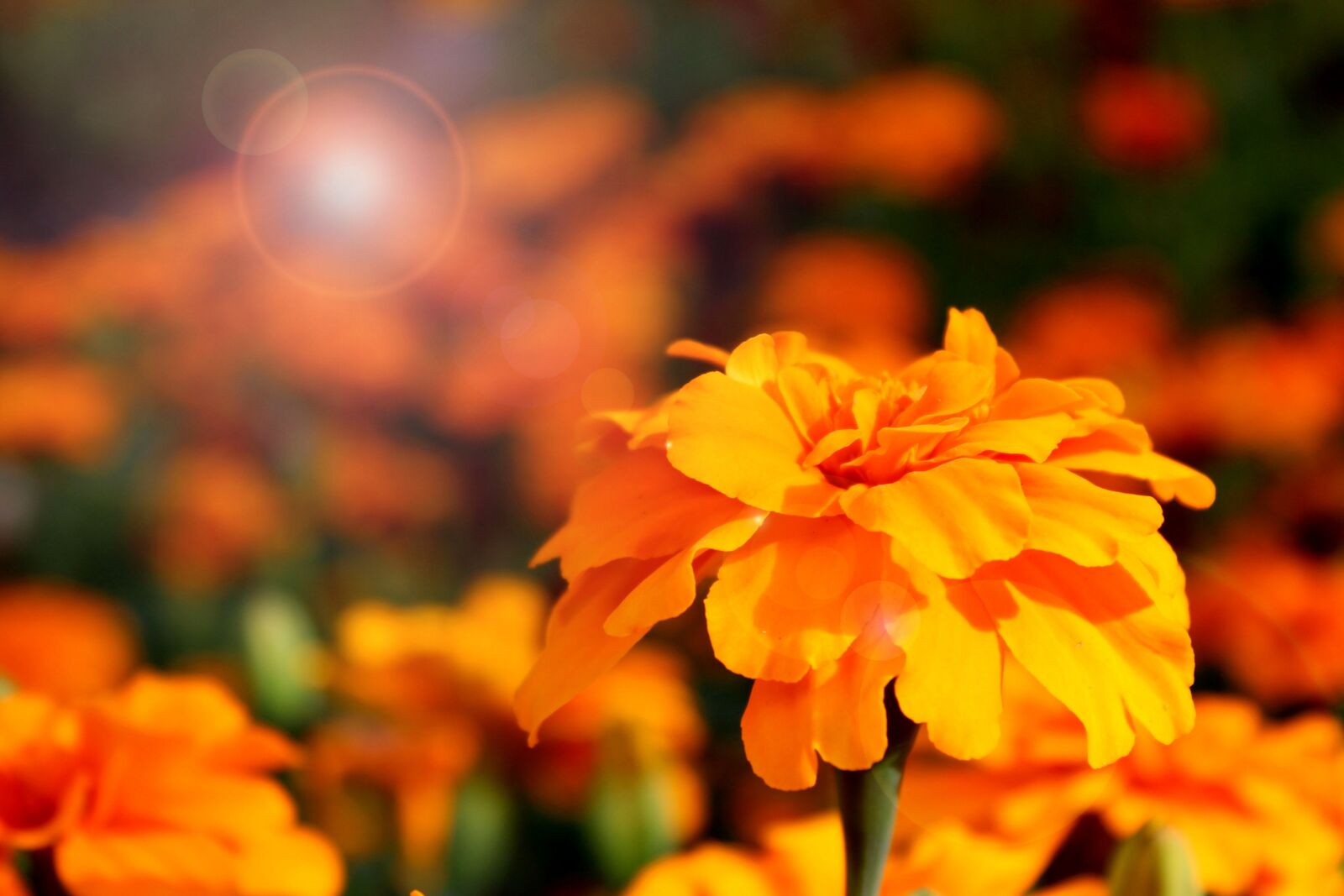 Canon EOS 1300D (EOS Rebel T6 / EOS Kiss X80) sample photo. Marigold, flower, nature photography