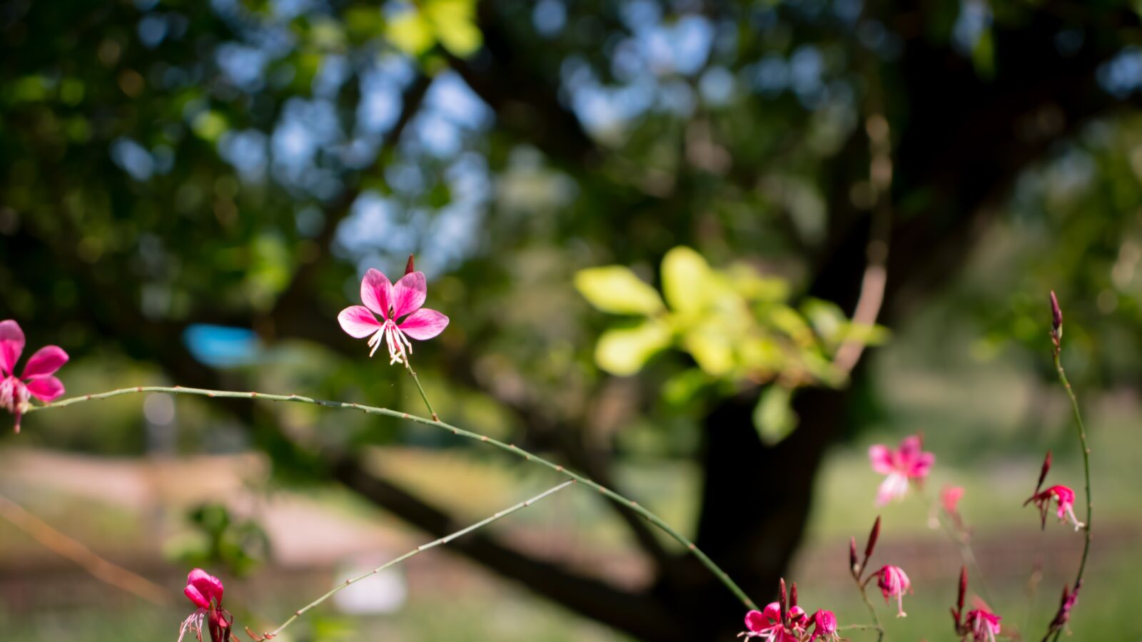 Canon EOS 800D (EOS Rebel T7i / EOS Kiss X9i) sample photo. Flower, pink, leaves photography