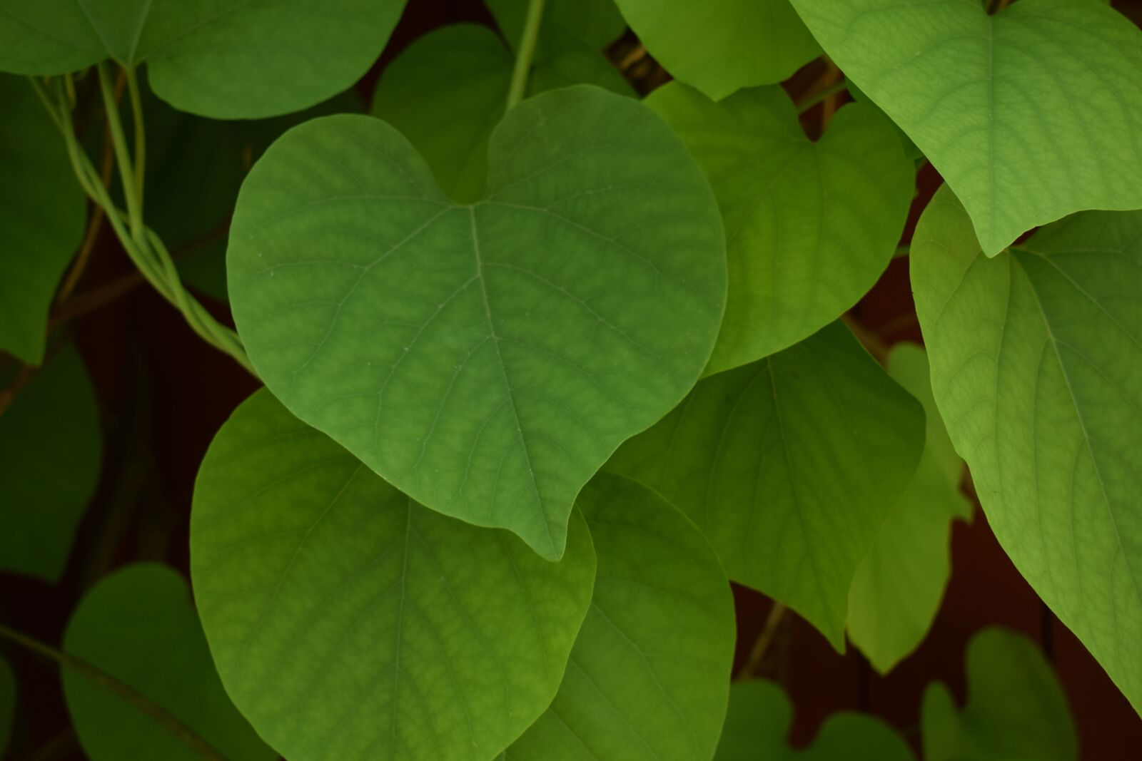 Nikon D3300 sample photo. Pipranka, plant, green photography