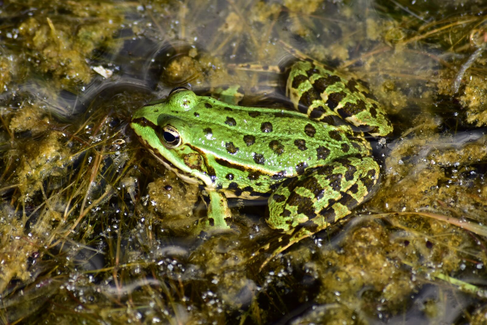 Nikon D7200 sample photo. Frog, amphibians, green photography