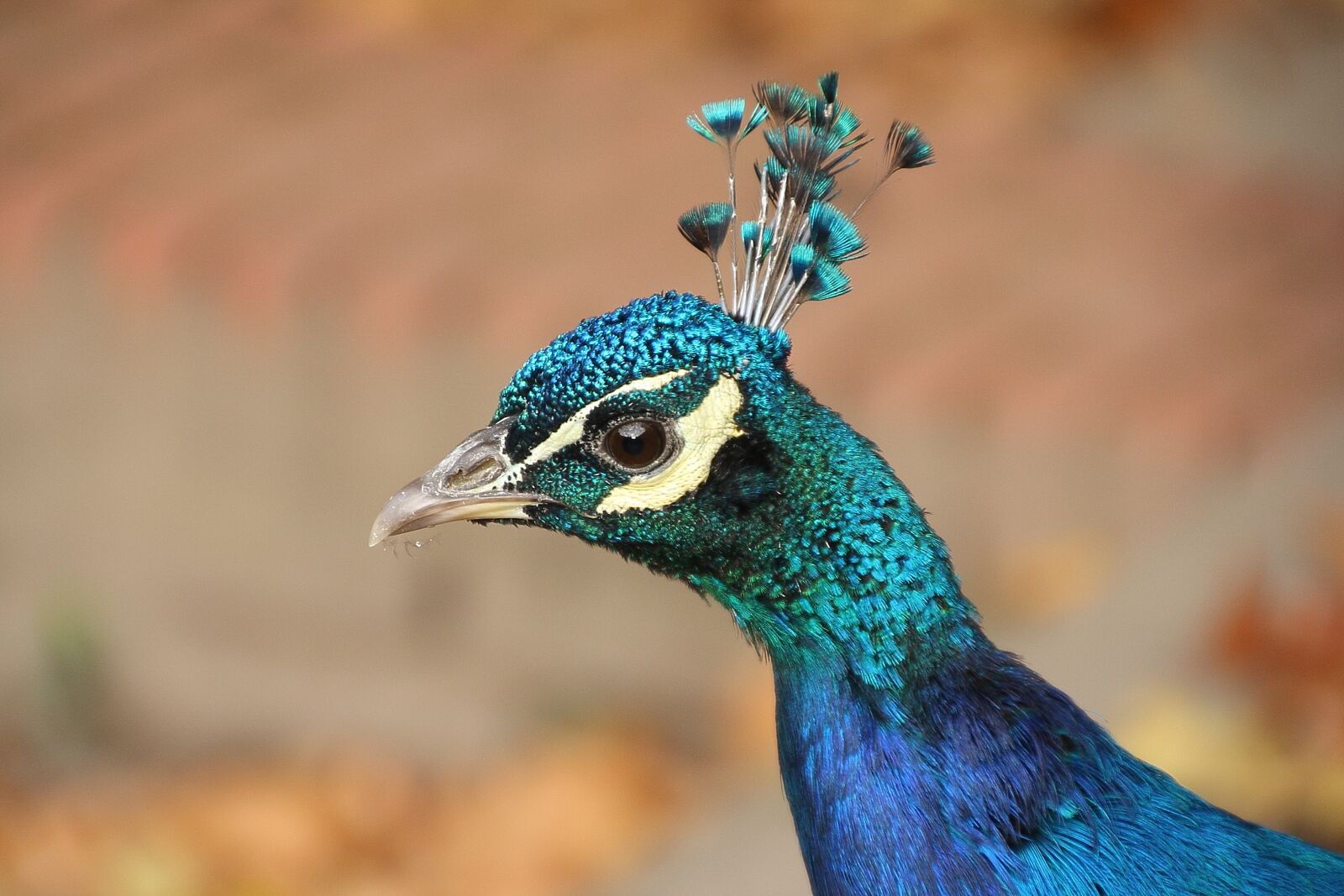 Canon EOS 1000D (EOS Digital Rebel XS / EOS Kiss F) sample photo. Animal, bird, peacock photography