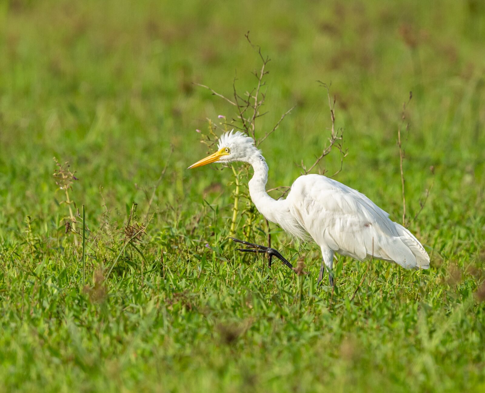 Nikon D850 sample photo. Heron, white, feather photography