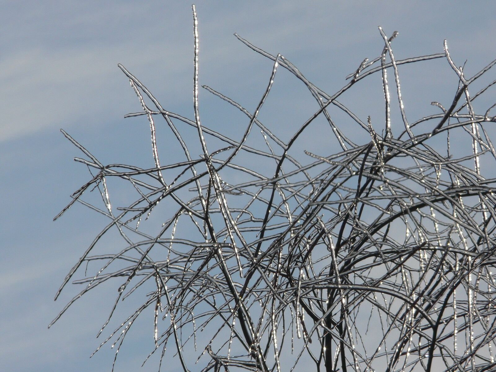 Panasonic DMC-FZ30 sample photo. Sprig, twig, ice photography
