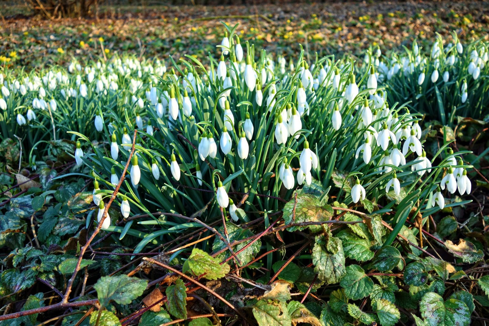 Sony Cyber-shot DSC-RX100 sample photo. Snowdrop, common snowdrop, flower photography