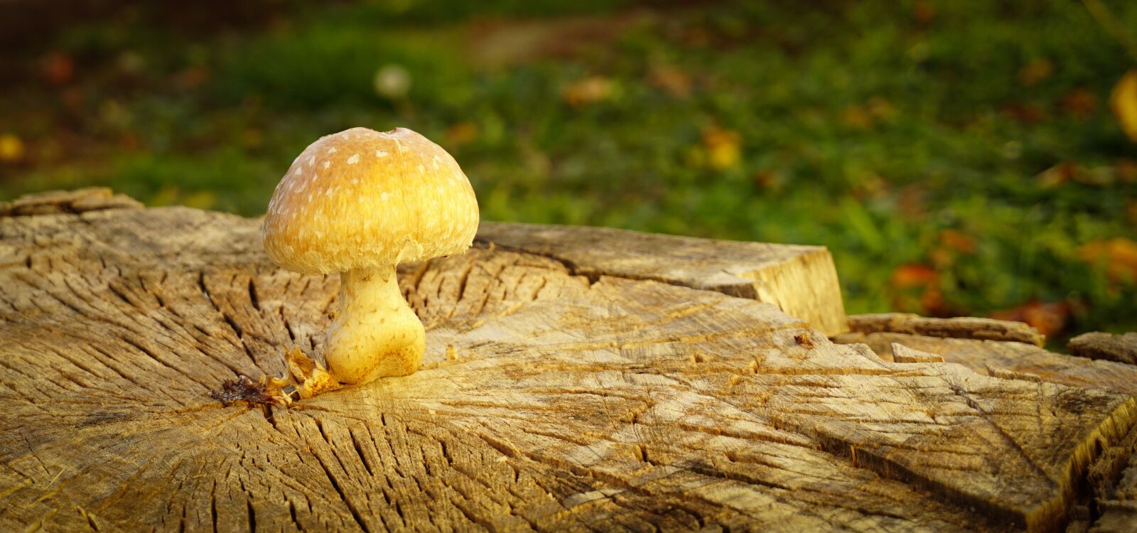 Sony a6000 sample photo. Mushroom, forest, autumn photography