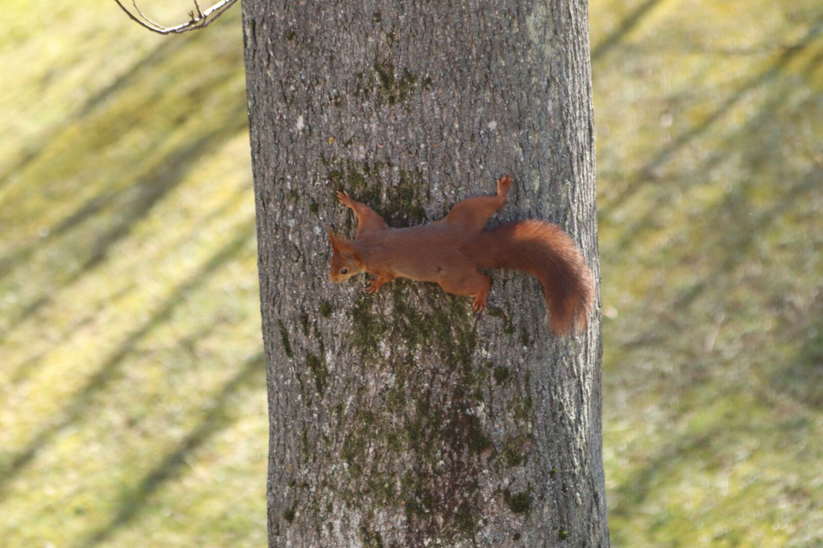 Canon EOS 250D (EOS Rebel SL3 / EOS Kiss X10 / EOS 200D II) sample photo. Squirrel, tree, spring photography