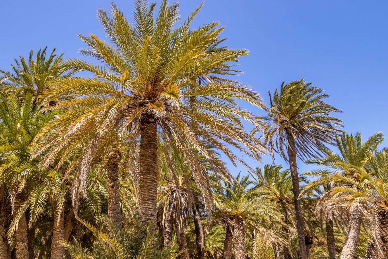 Canon EF-S 18-135mm F3.5-5.6 IS USM sample photo. Palm trees, greece, crete photography