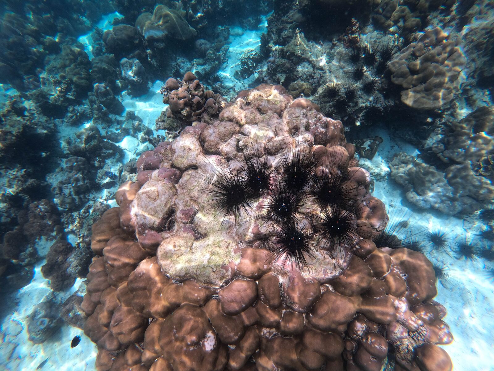 GoPro Hero7 Black sample photo. Ocean, coral reef, sea photography