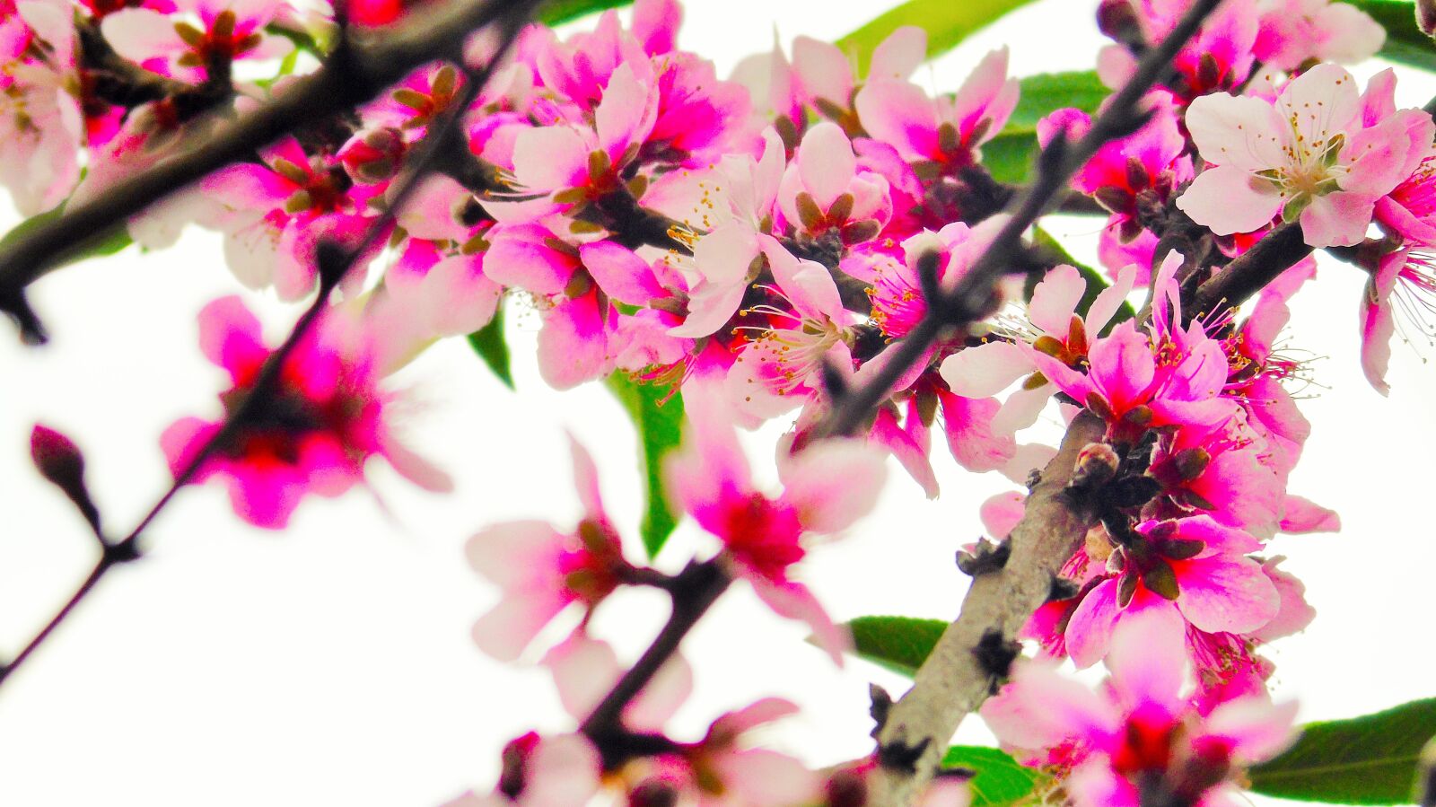 Sony Cyber-shot DSC-H400 sample photo. Pink, rosa, flowers photography