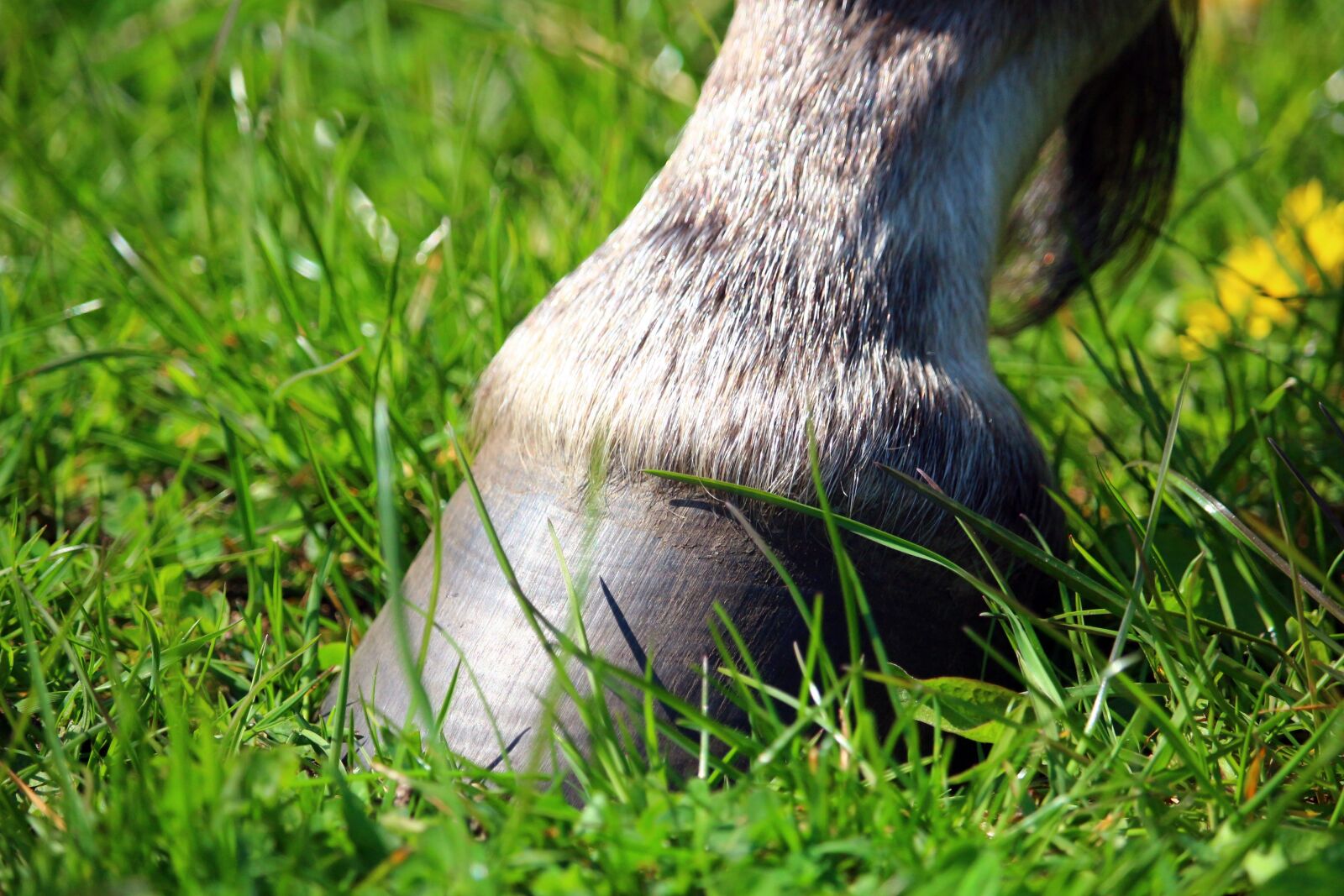 Canon EOS 100D (EOS Rebel SL1 / EOS Kiss X7) sample photo. Huf, horse, mold photography