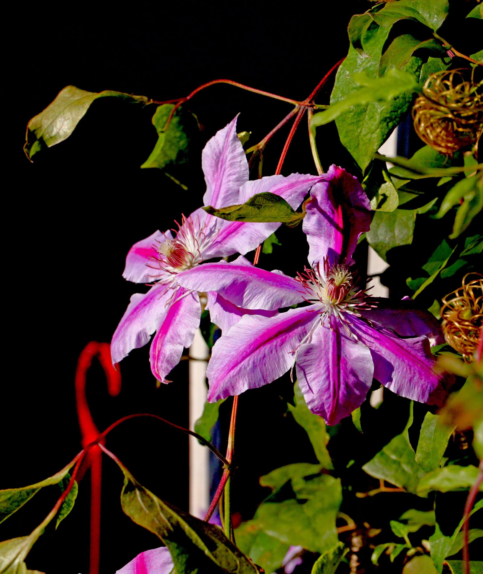Canon EOS 5D Mark II sample photo. Clematis, garden, autumn photography