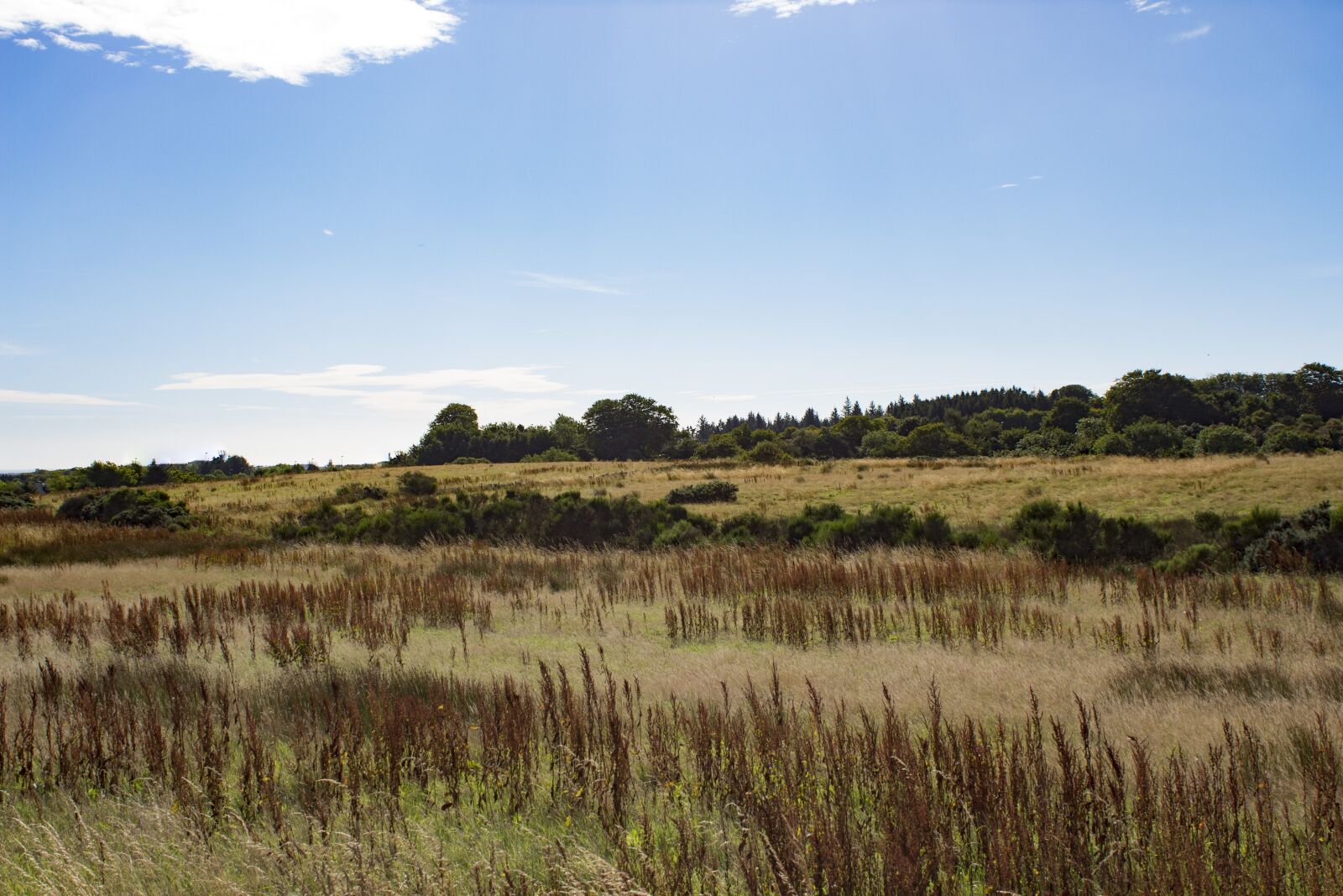 Canon EOS 650D (EOS Rebel T4i / EOS Kiss X6i) sample photo. Field, sun, scotland photography