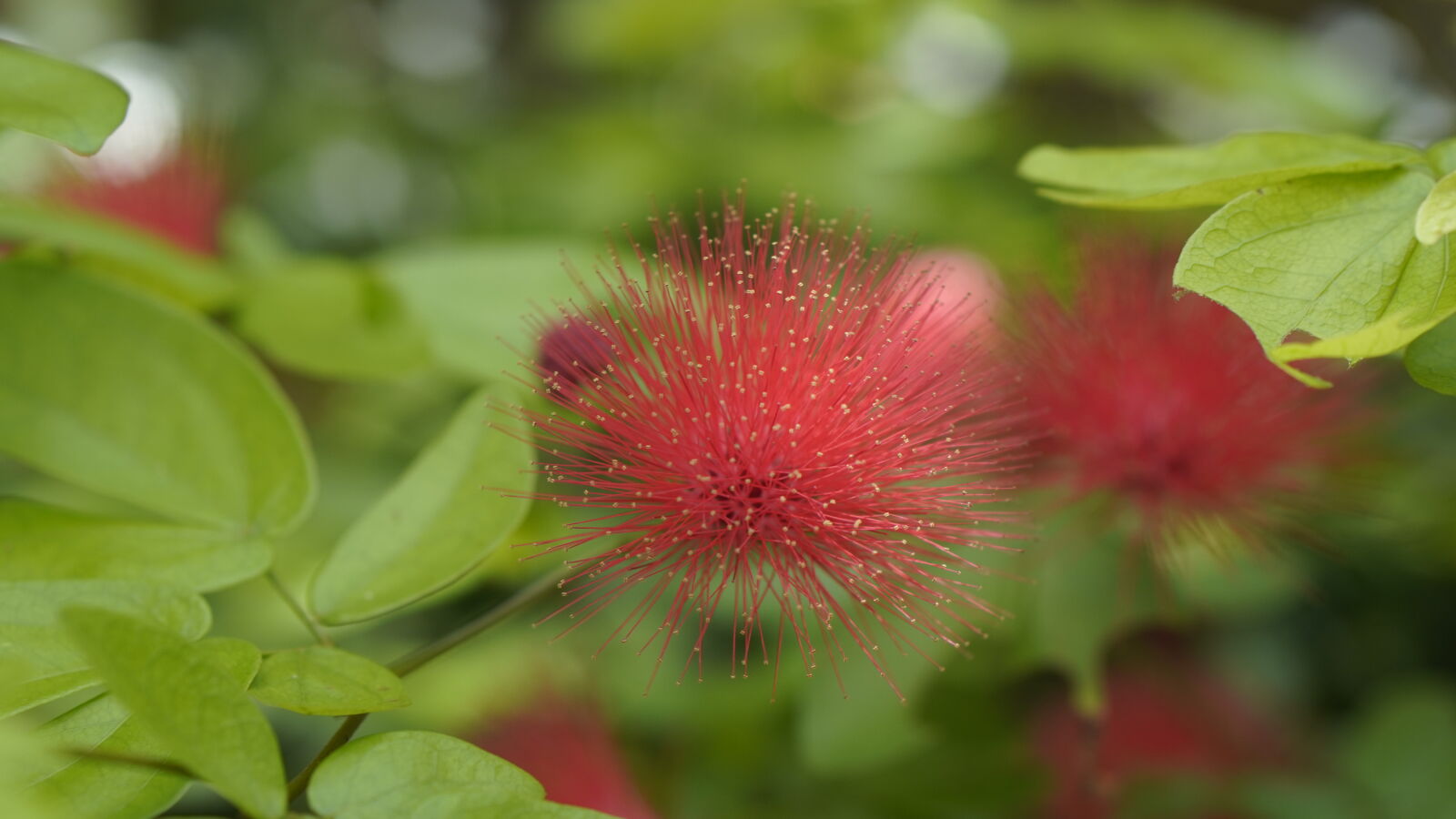 Sony ZV-E10 sample photo. Mimosoideae photography