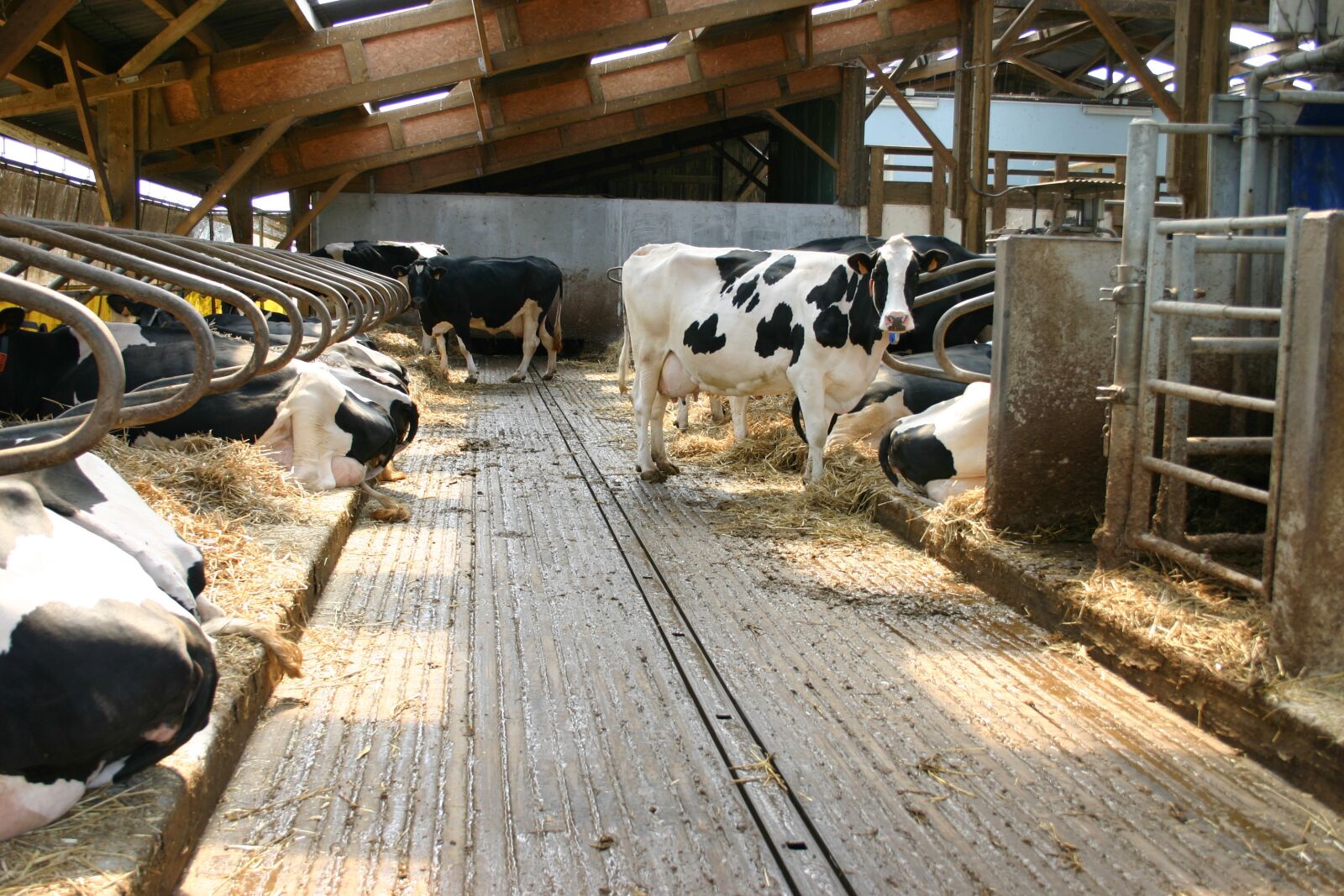 Canon EOS 300D (EOS Digital Rebel / EOS Kiss Digital) sample photo. Stall, cows, dairy photography