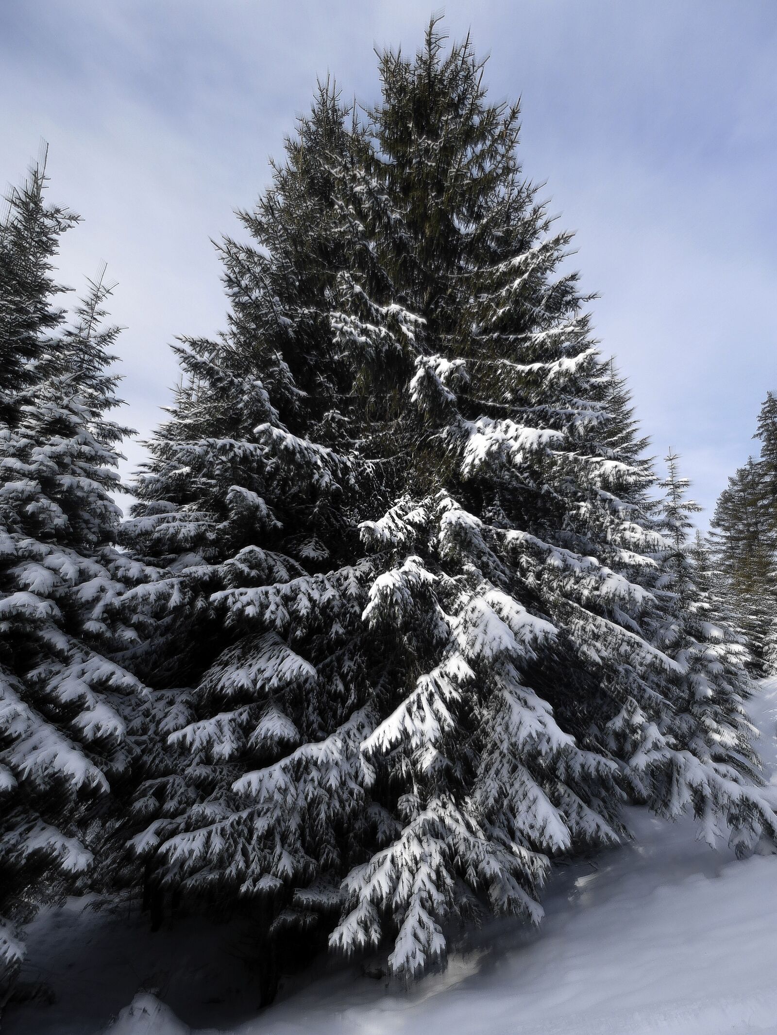 Leica V-Lux 30 / Panasonic Lumix DMC-TZ22 sample photo. Fir tree, snow, snowy photography