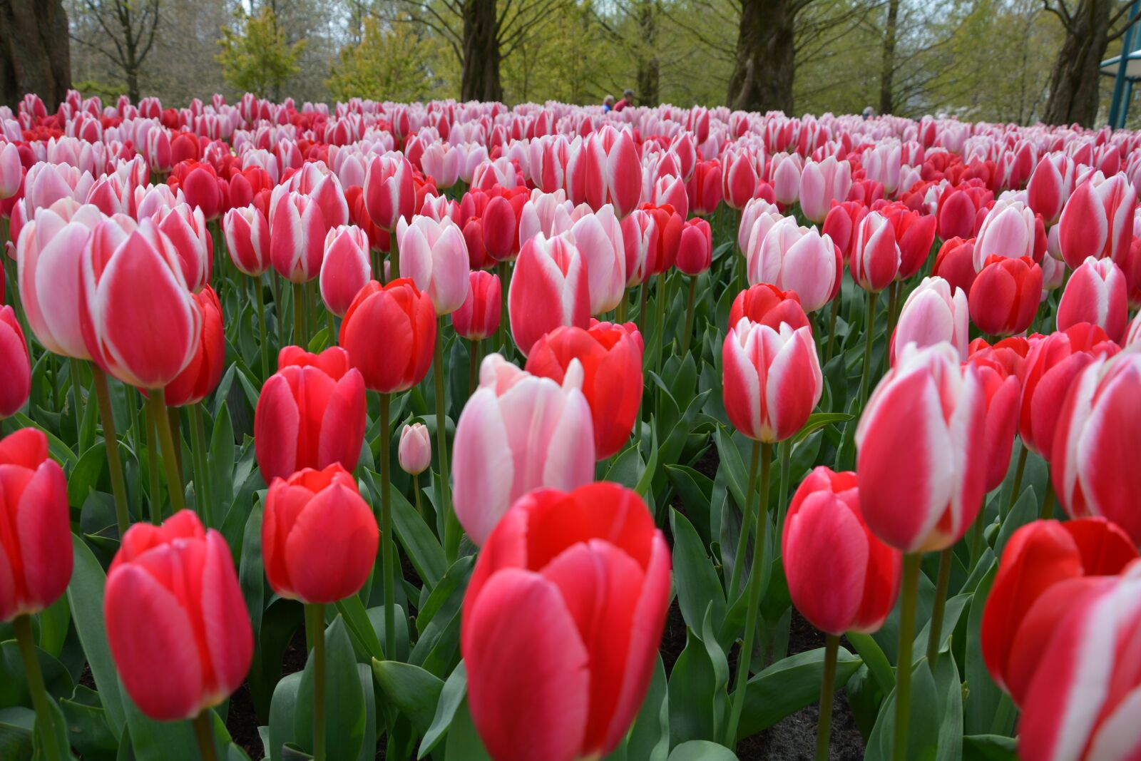 Nikon D7100 sample photo. Tulips, flowers, spring photography