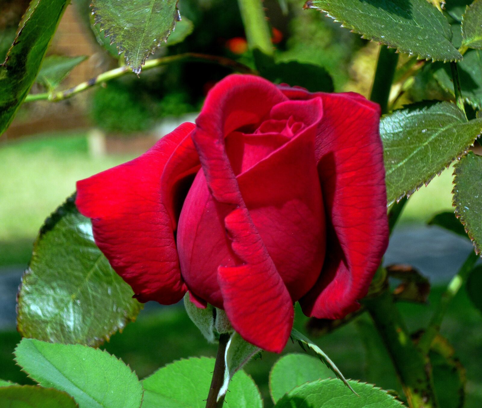 Panasonic DMC-FS7 sample photo. Rose, red rose, flower photography