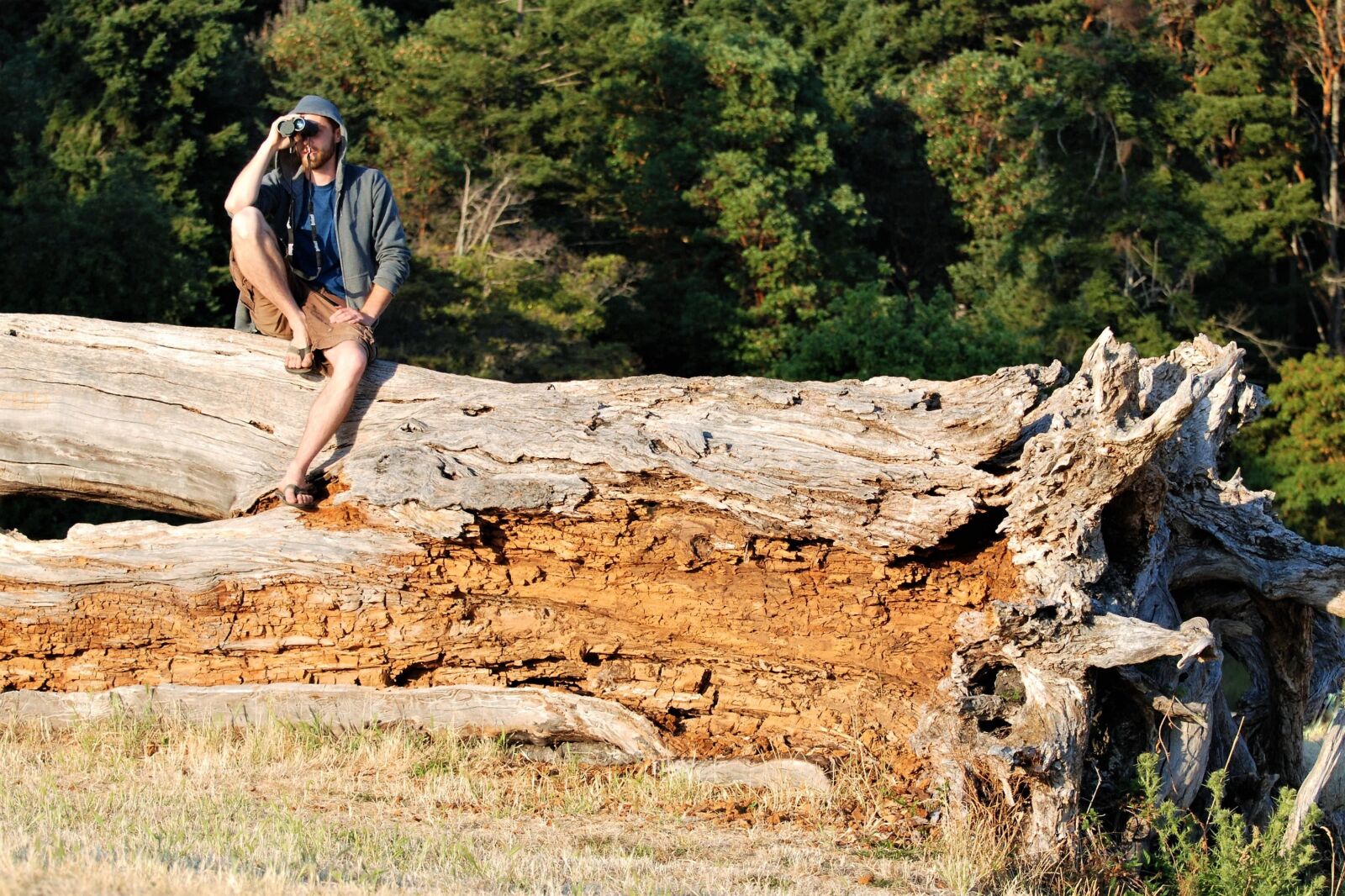Nikon D80 sample photo. Tree giant, rot, die-break photography