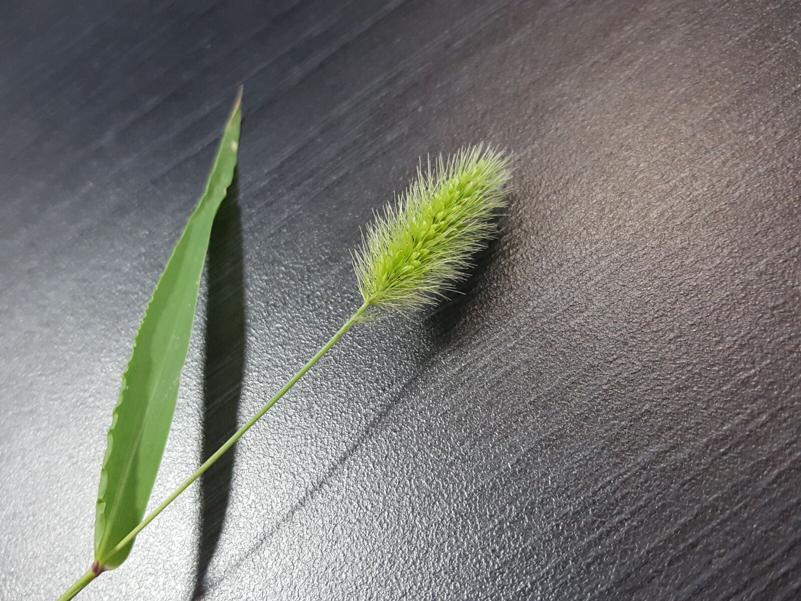 Samsung GALAXY S6 edge sample photo. Foxtail, pool, nature photography