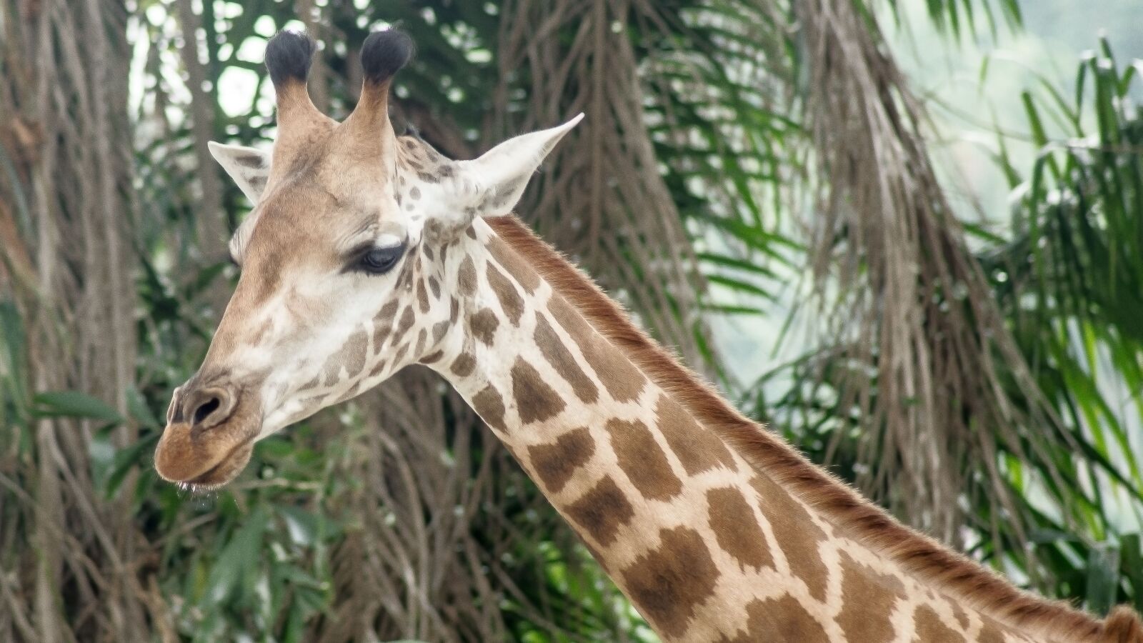 Nikon D5500 sample photo. Zoo, animal, giraffe photography