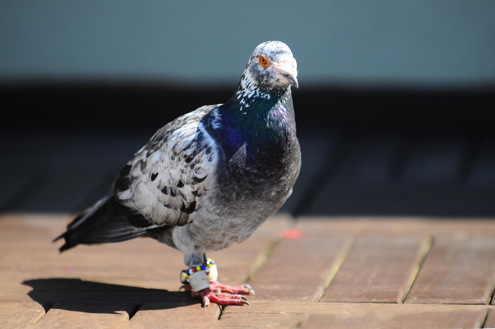 Nikon D300 sample photo. Pigeon, bird, animal photography