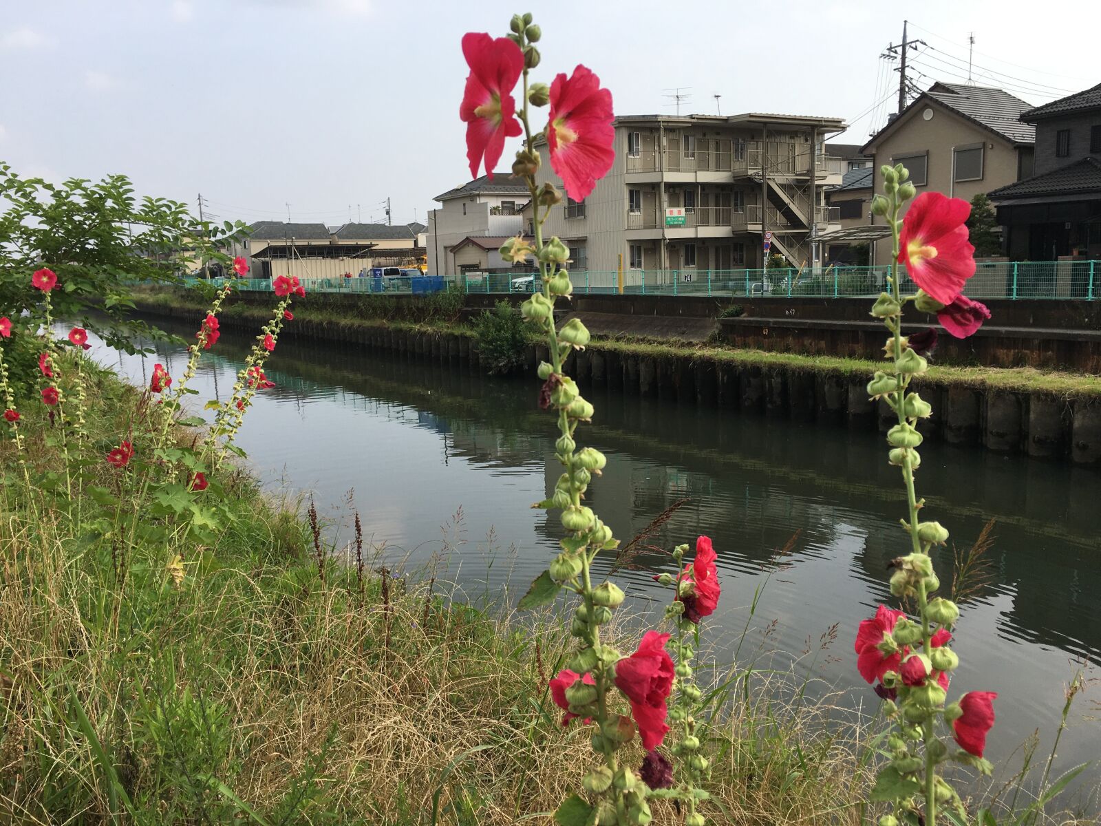 iPhone 6s Plus back camera 4.15mm f/2.2 sample photo. Adachi-ku, kena river, tokyo photography