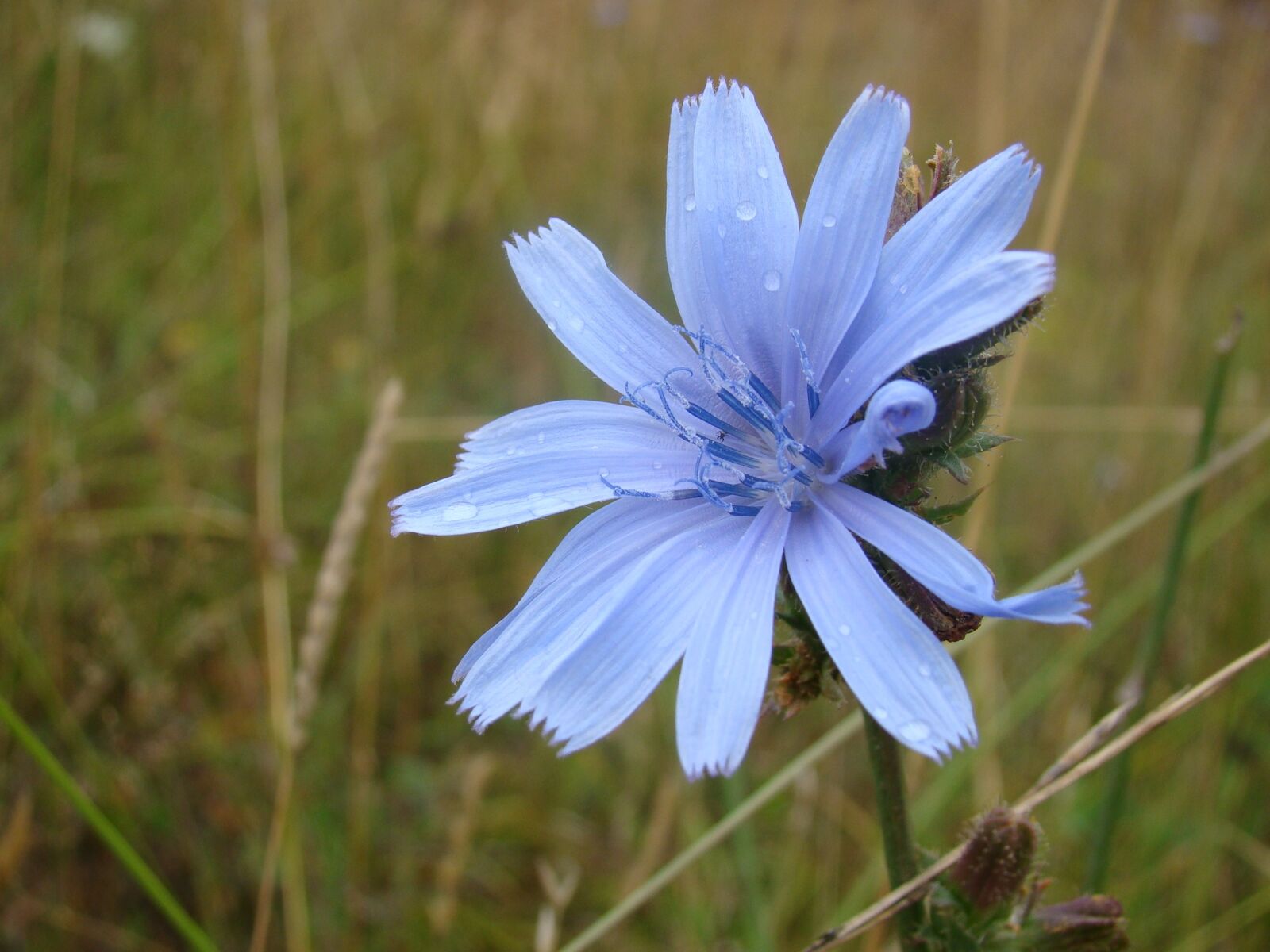 Sony Cyber-shot DSC-H50 sample photo. Flower, grass, blu photography