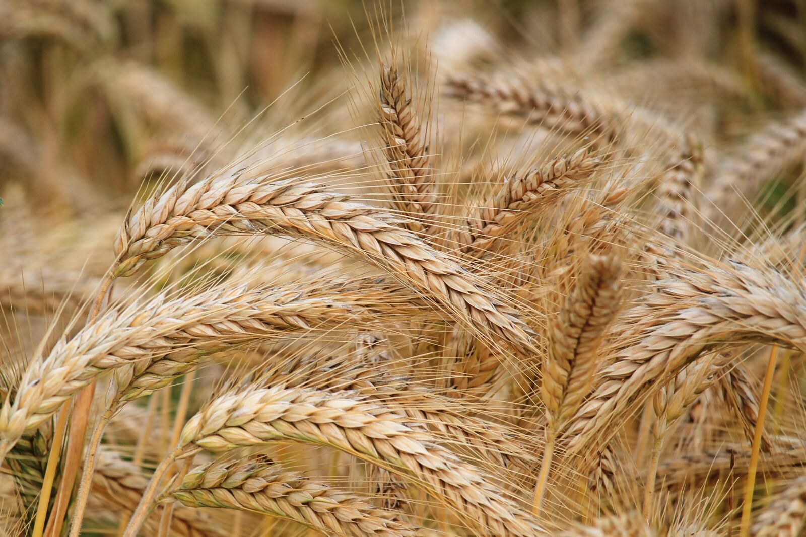Canon EF-S 55-250mm F4-5.6 IS STM sample photo. Spike, barley, cereals photography