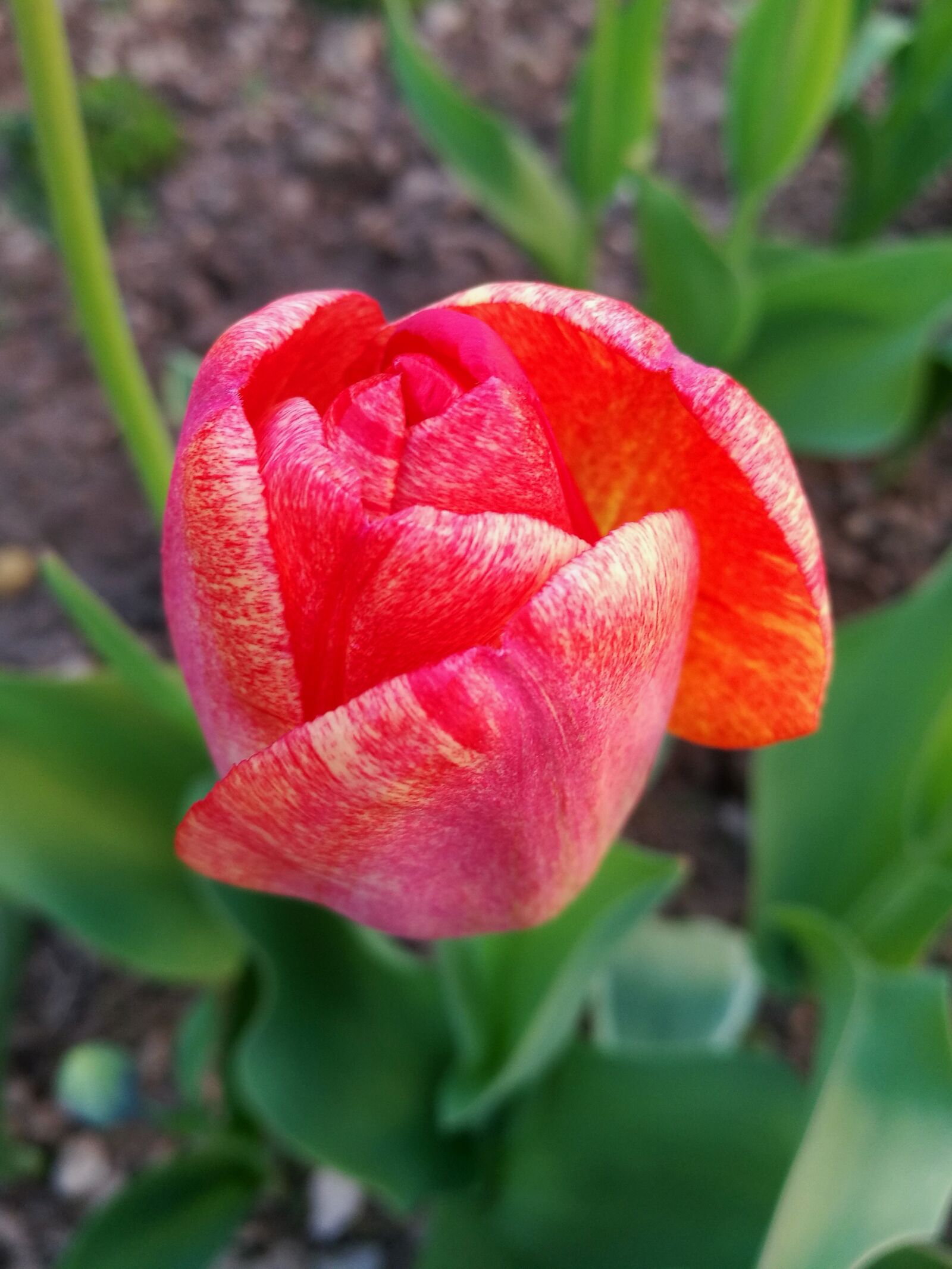 HUAWEI P9 sample photo. Tulip, macro, closeup photography