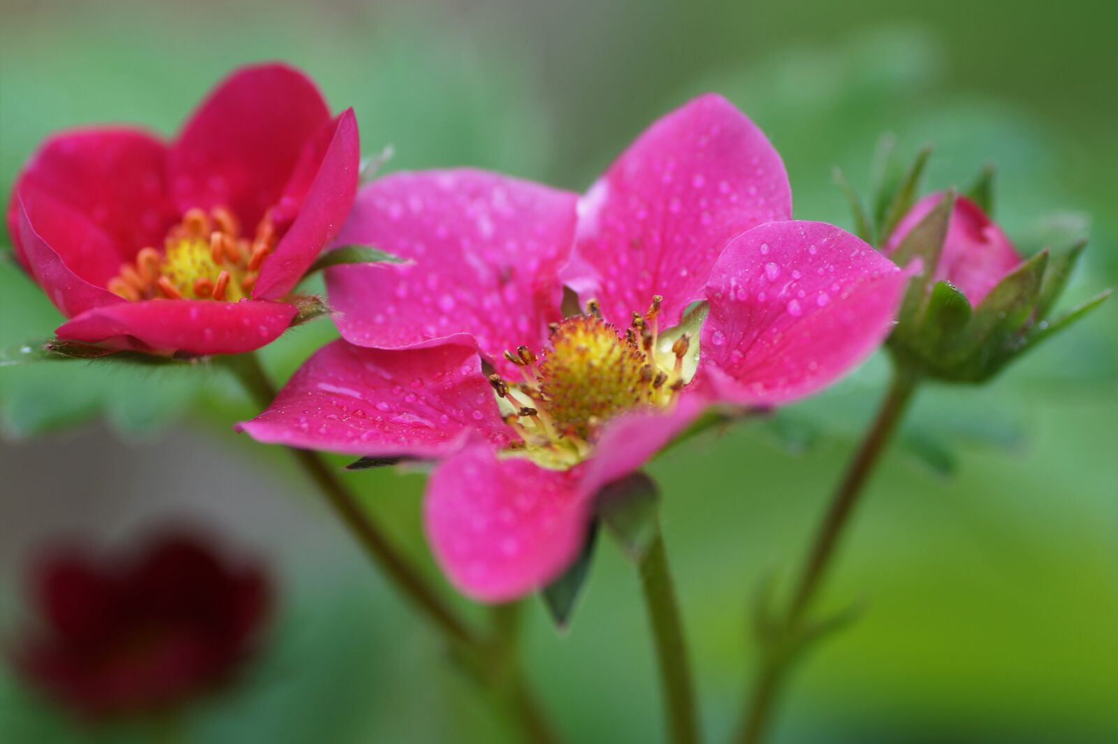 Sony SLT-A58 sample photo. Strawberry, flower, flowering photography