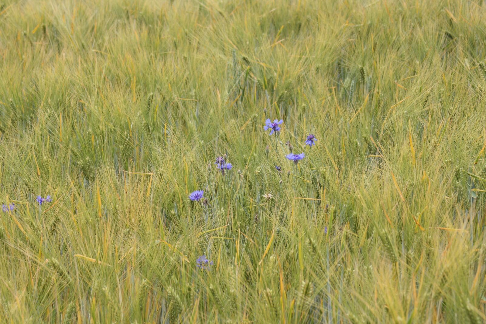 Canon EOS 1000D (EOS Digital Rebel XS / EOS Kiss F) sample photo. Barley, tender, cornflowers photography