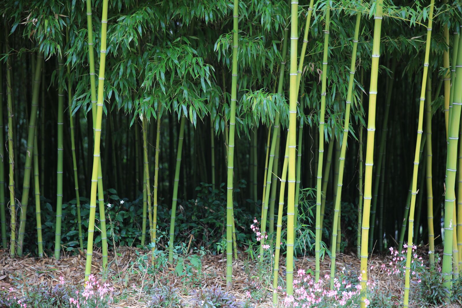 Canon EF 24-70mm F2.8L II USM sample photo. Bamboo, nature, plants photography