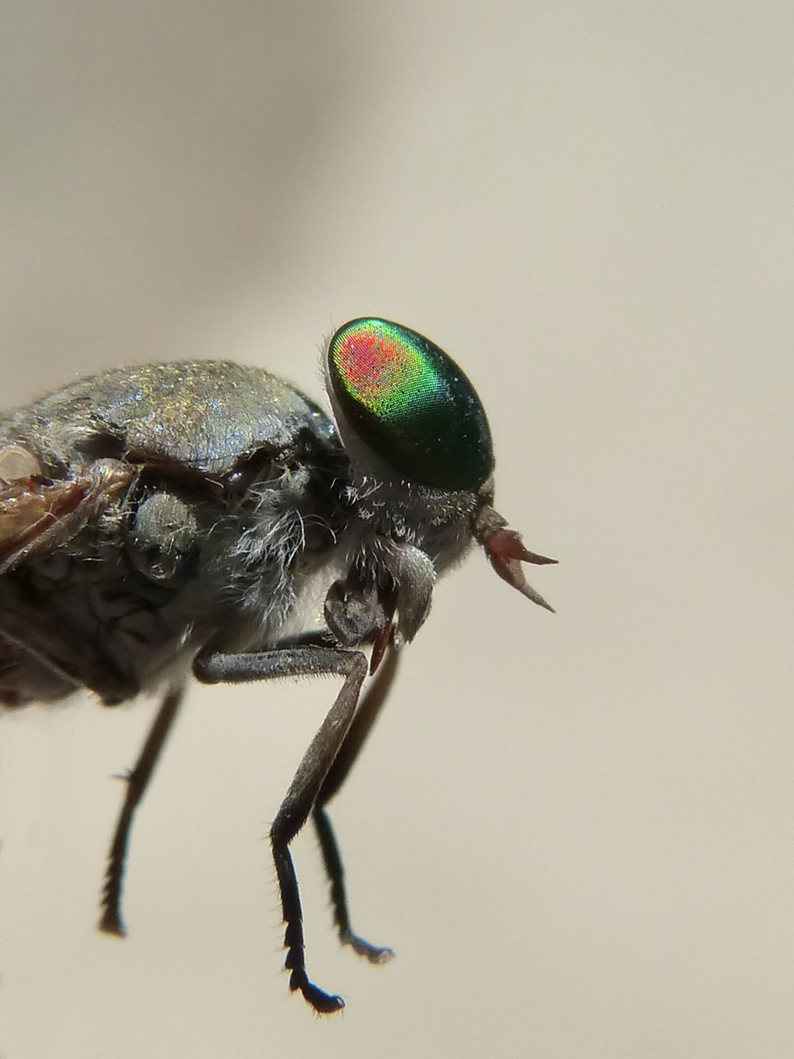 Panasonic DMC-FZ62 sample photo. Horsefly, compound eye, tabanid photography
