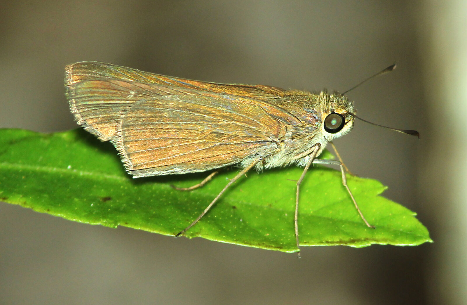 Canon EF 300mm F4L IS USM sample photo