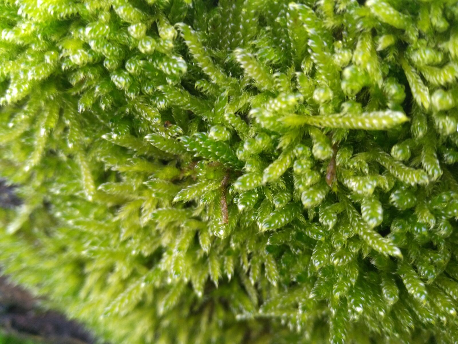 HUAWEI KIW-L21 sample photo. Moss, nature, forest photography