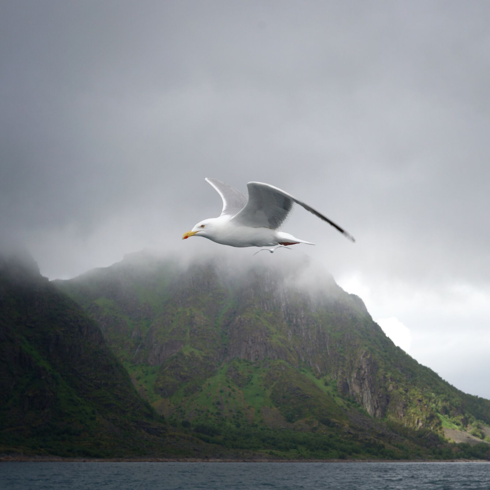 Sony a7 II + Sony FE 50mm F1.8 sample photo. Lofoten, seagull, bird photography