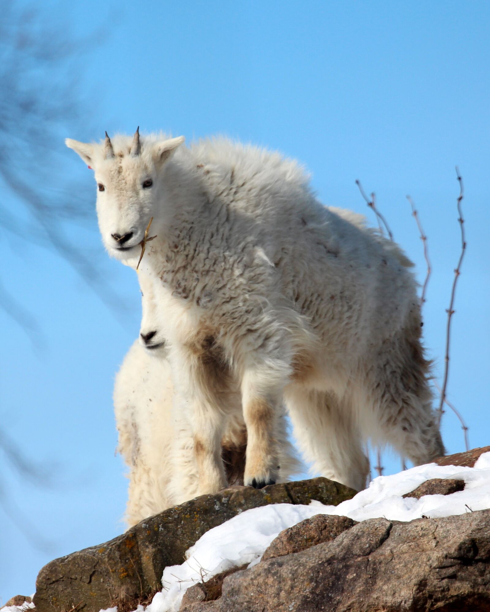 Canon EOS 650D (EOS Rebel T4i / EOS Kiss X6i) + Canon EF 100-400mm F4.5-5.6L IS USM sample photo. Mountain goat, animal, mammal photography