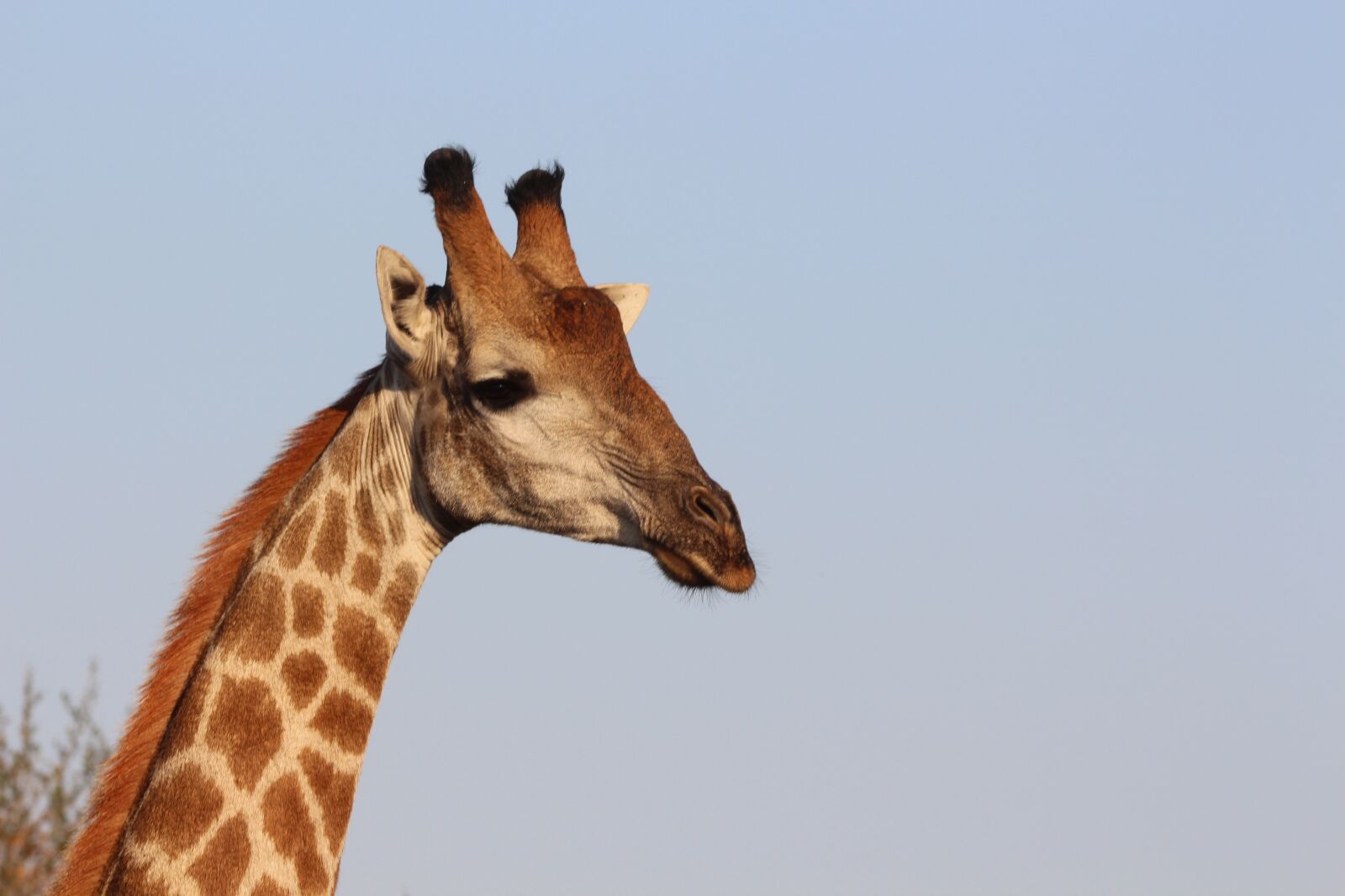 150-600mm F5-6.3 DG OS HSM | Contemporary 015 sample photo. Giraffe, wildlife, safari photography