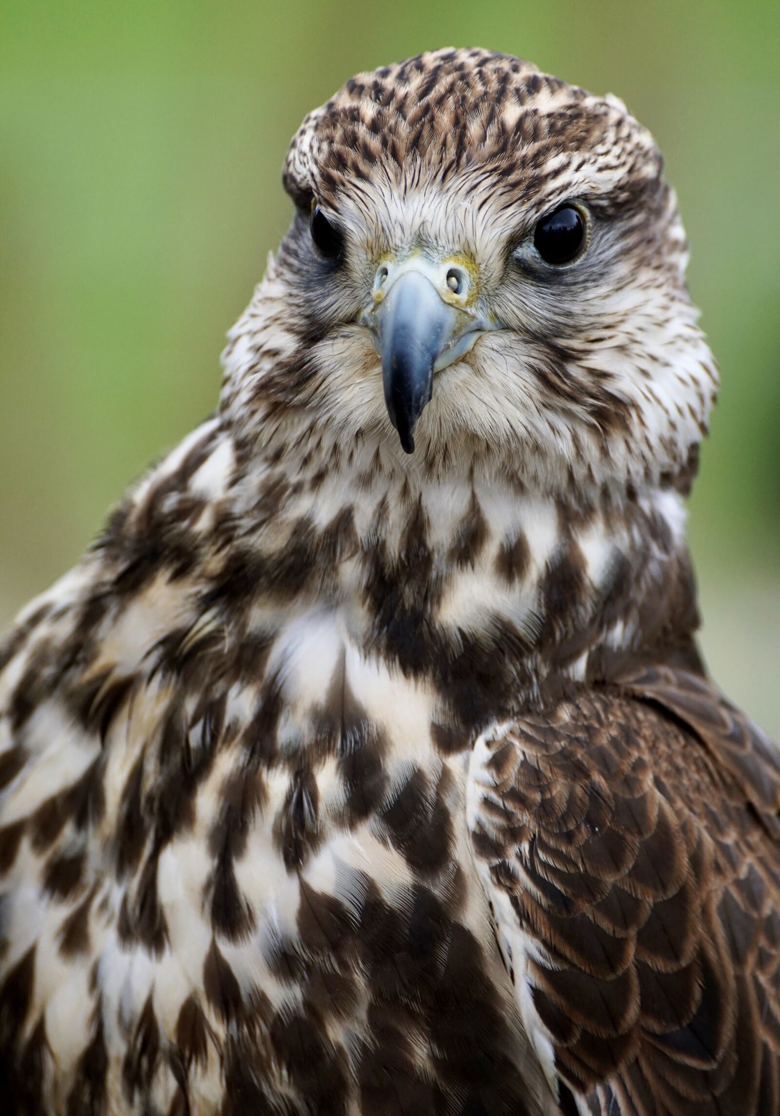 Sony DT 55-300mm F4.5-5.6 SAM sample photo. Saker falcon, falcon, falconry photography