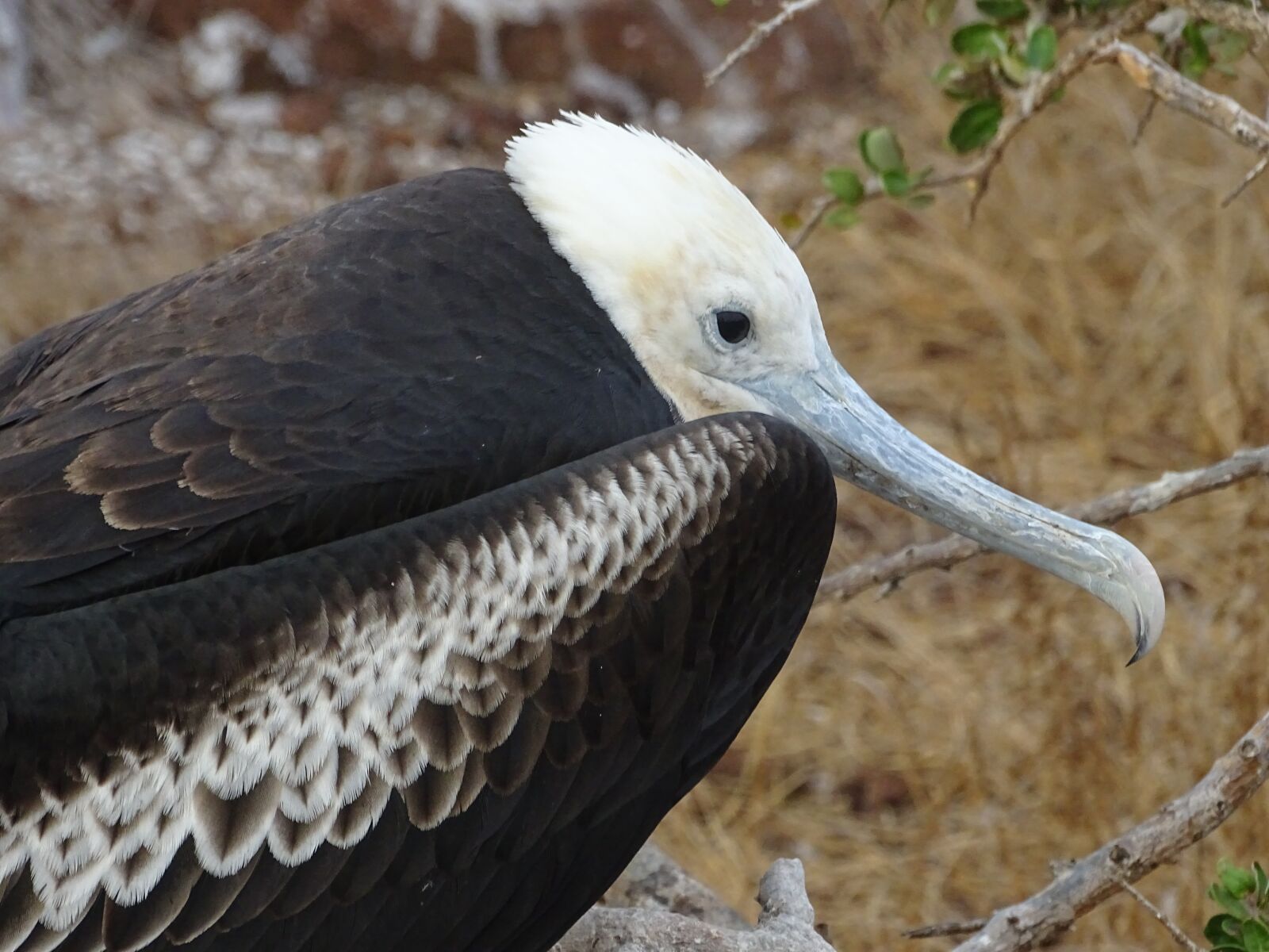Sony Cyber-shot DSC-HX400V sample photo. Frigate bird, galapagos island photography