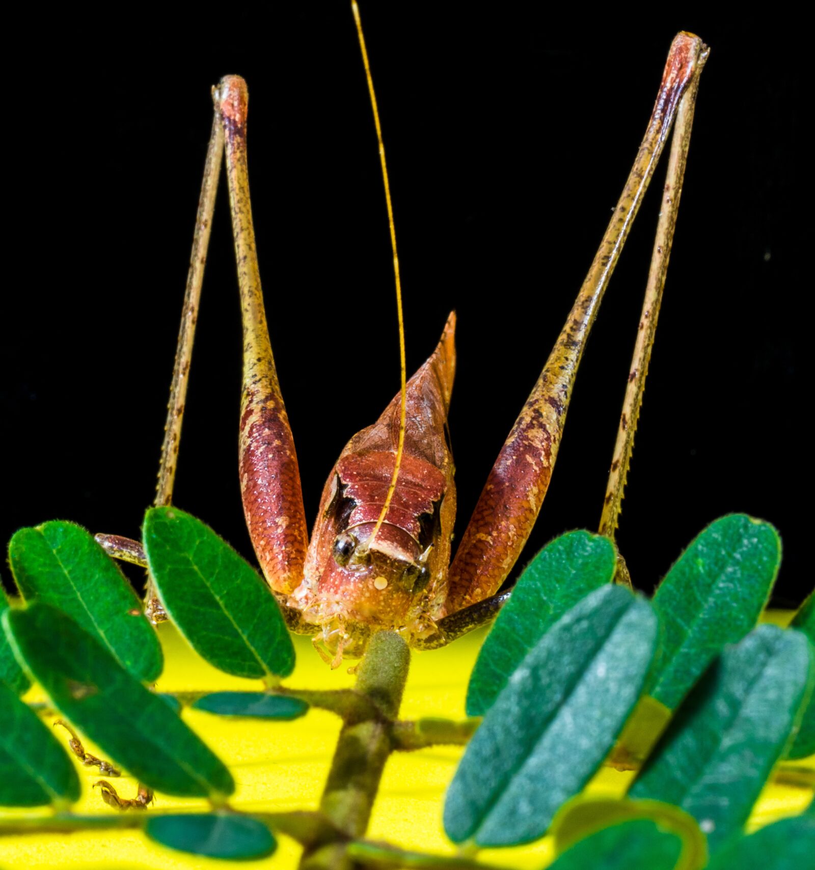 Nikon D5200 sample photo. Grasshopper, viridissima, insect photography