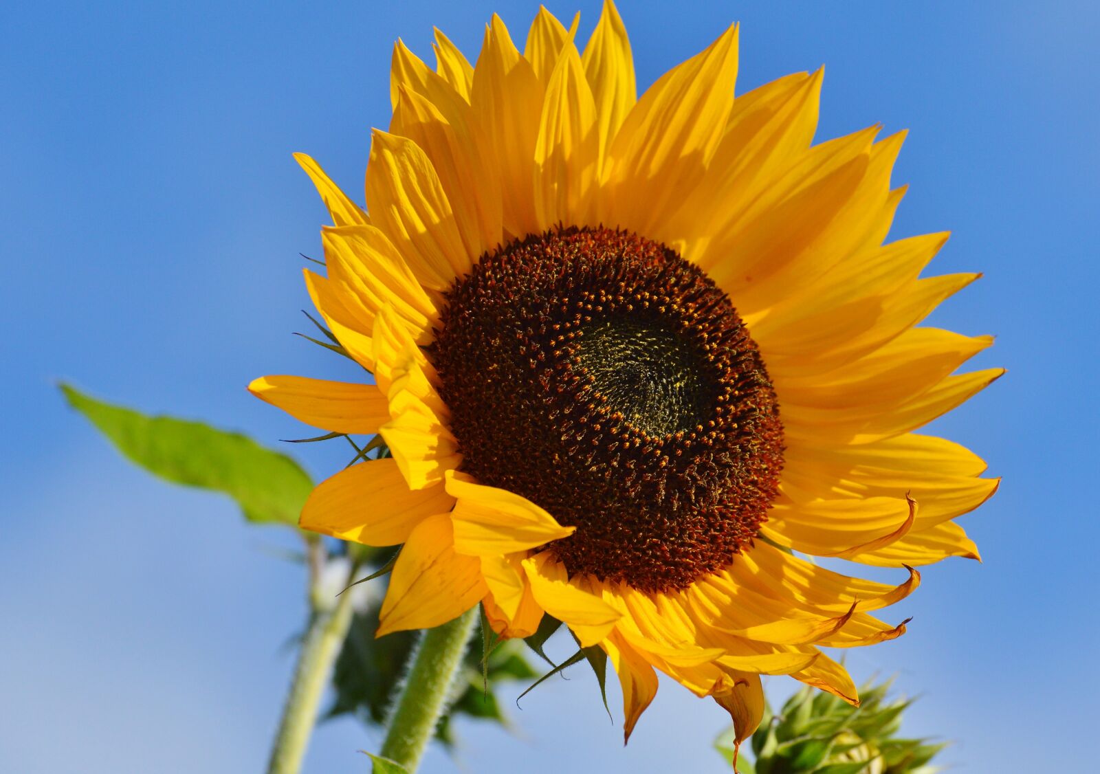 Nikon D3200 sample photo. Sunflower, flower, bloom photography