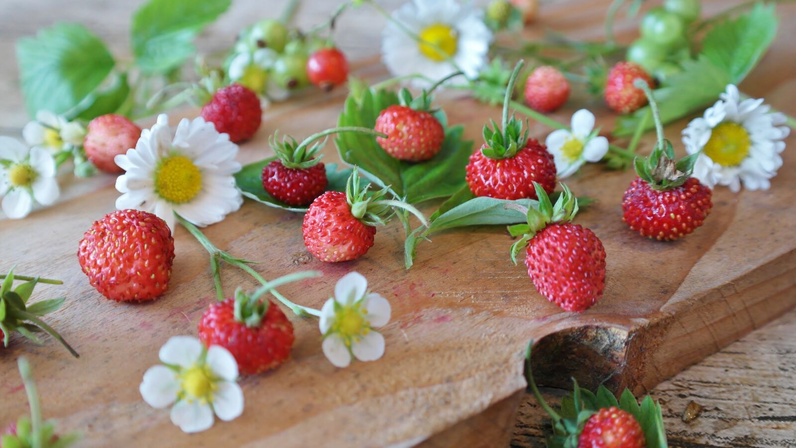 Samsung NX20 sample photo. Strawberries, wild strawberries, daisy photography