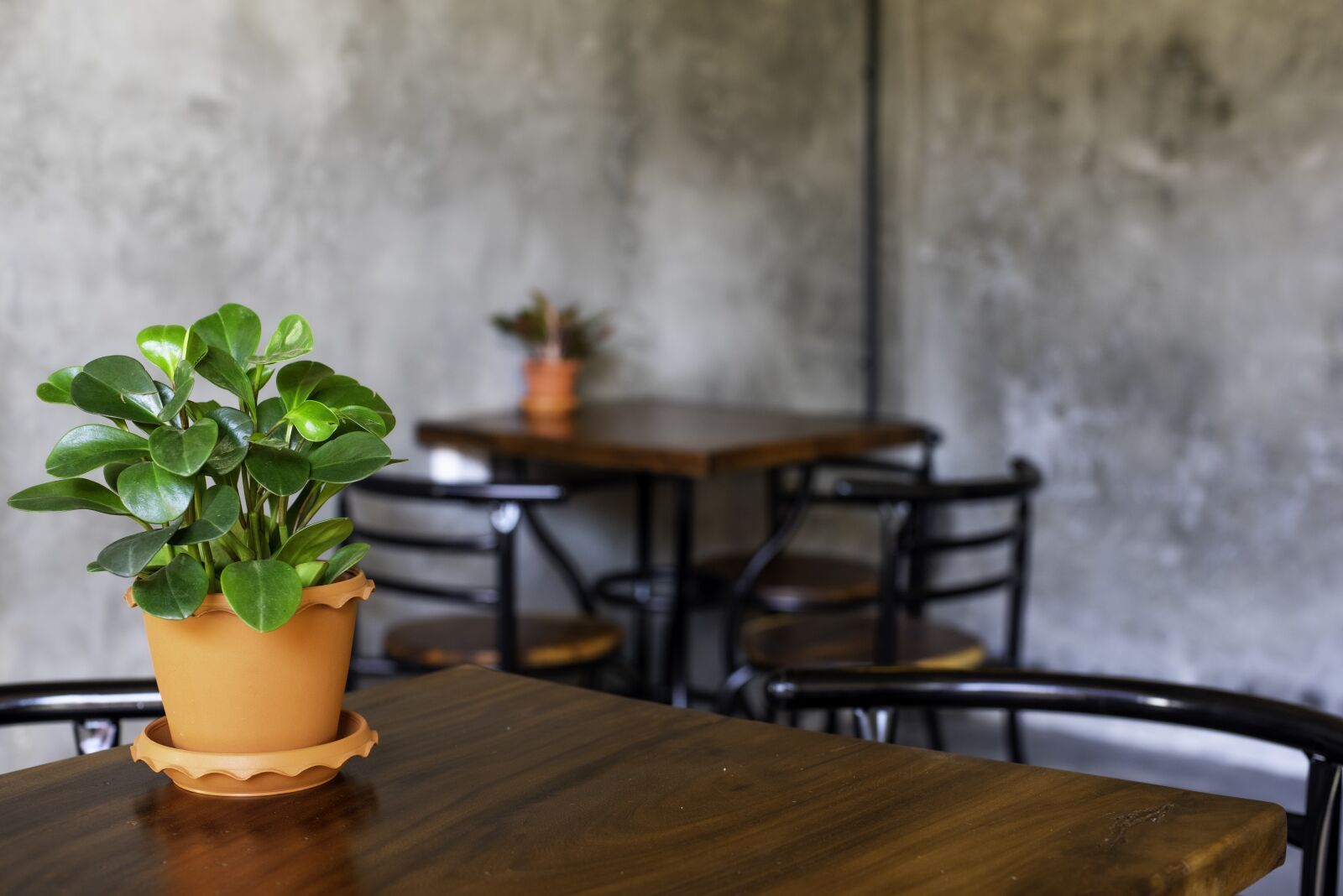 Nikon D750 sample photo. Table, flower, vase photography