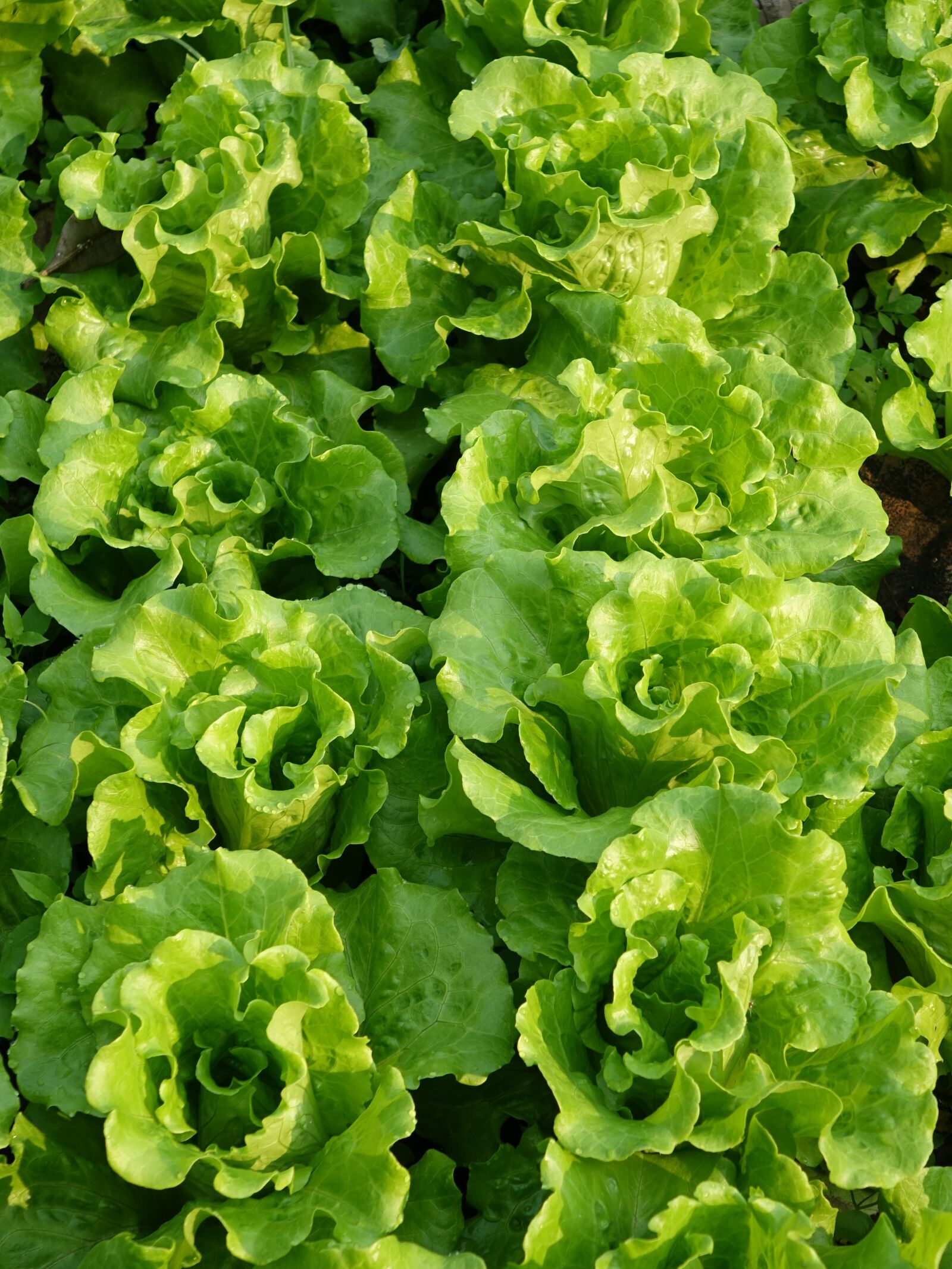 Sony Cyber-shot DSC-RX10 sample photo. Vegetables, giant, like a photography