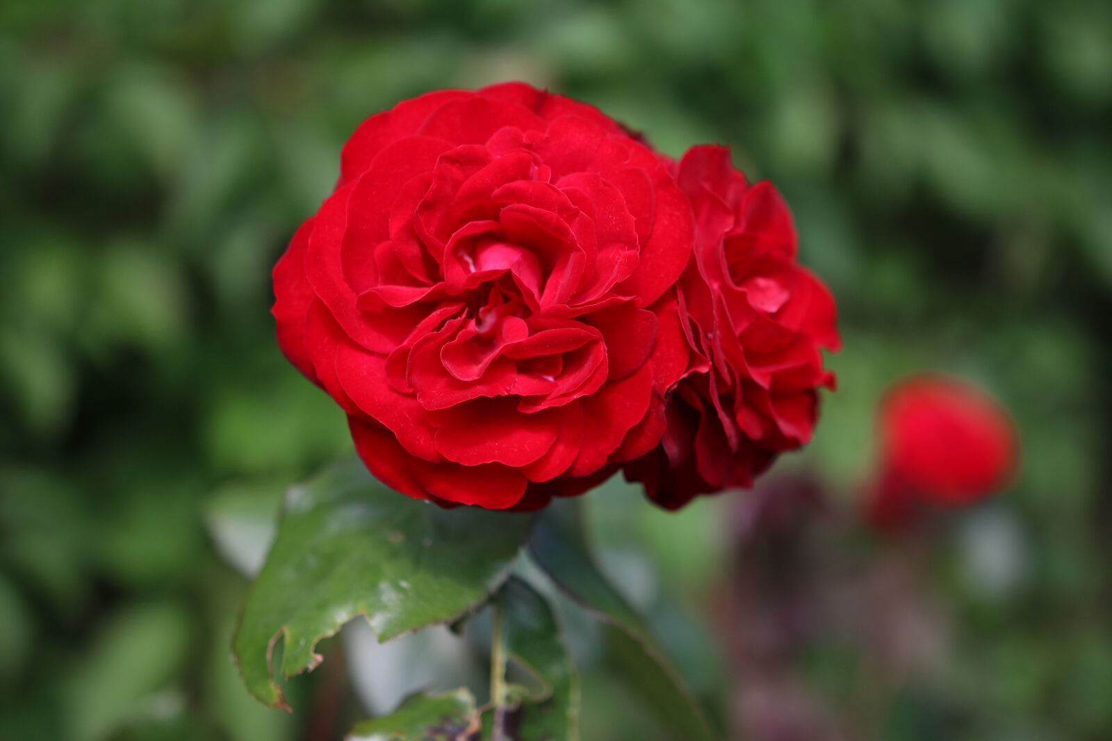 Canon EOS 70D sample photo. Pink, red, flower photography