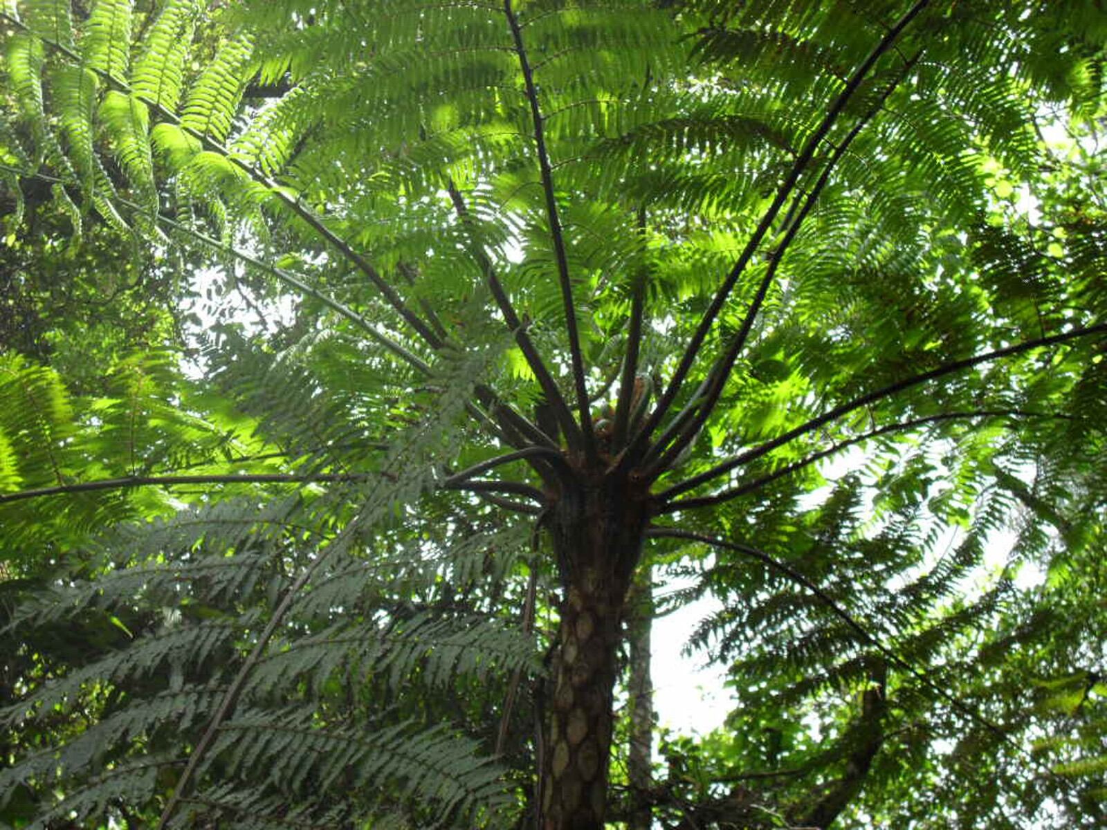 Samsung ES17 / VLUU ES17 /  SL40 /  ES19 sample photo. Fern, green, plant photography