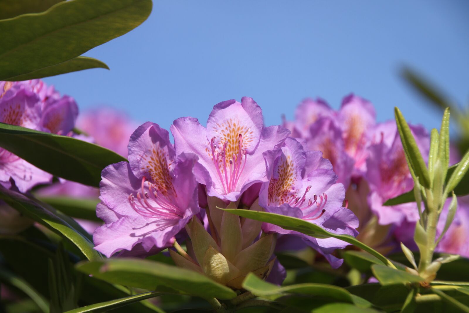 Canon EOS 500D (EOS Rebel T1i / EOS Kiss X3) sample photo. Flower, shrub, flowering photography