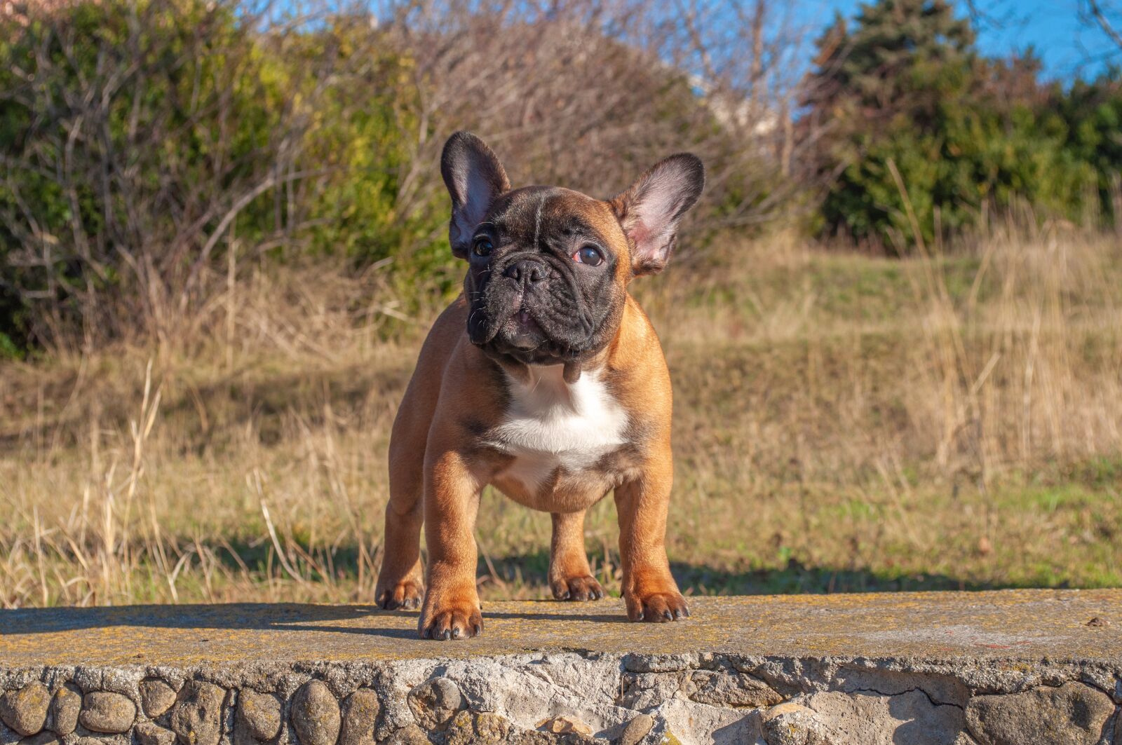 Nikon D5000 sample photo. French bulldog, puppy, pet photography
