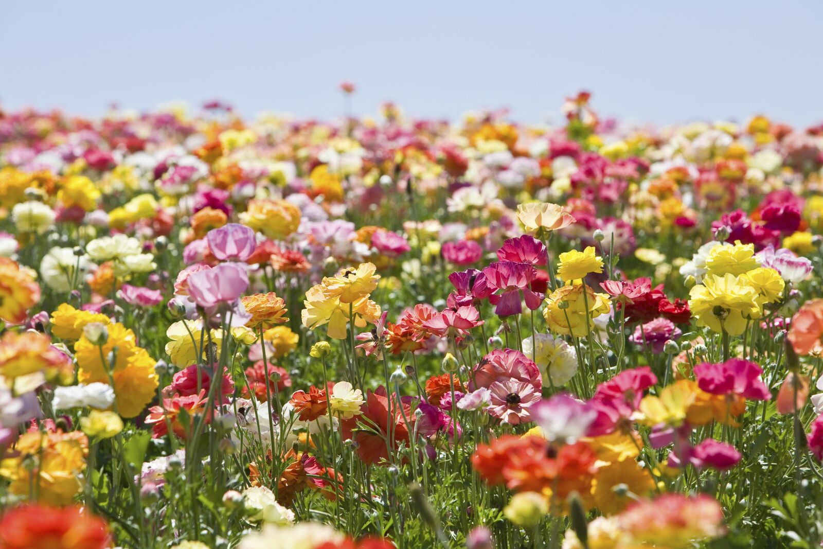 Canon EOS 5D sample photo. Flower, nature, field photography
